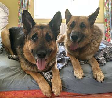 Two German Shepherd dogs lie happily on a bed, their tongues out and ears up, surrounded by cozy blankets in a bright, cheerful room.
