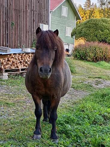 Um pônei marrom escuro e fofo está em frente a uma construção rústica de madeira e a uma casa verde, cercada por grama, arbustos, madeira cortada e natureza. Cena tranquila no campo.