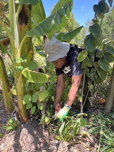 A person wearing a beige hat and gloves is gardening outdoors, carefully trimming plants beneath large green leaves on a sunny day with clear blue sky.