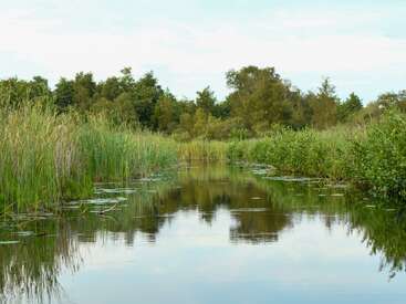 Un tranquilo y sereno curso de agua serpentea entre exuberantes juncos y una densa vegetación, bordeado por árboles bajo un cielo despejado, creando un apacible paisaje natural de humedal.