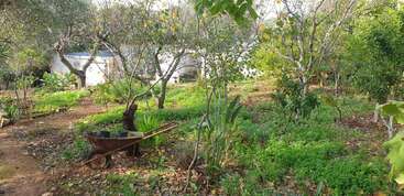 Ein üppiger Garten mit grünen Pflanzen, Bäumen und einer üppigen Bodendeckervegetation. Im Vordergrund steht eine rostige Schubkarre. Im Hintergrund sind weiße Häuser zu sehen.