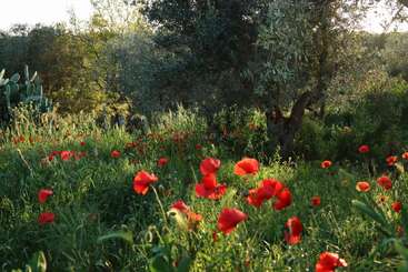 Unter einem Olivenbaum blüht ein Feld leuchtend roter Mohnblumen, umgeben von üppigem grünem Gras und Vegetation, die in sanftes, goldenes Sonnenlicht getaucht ist. Eine friedliche, lebendige Szene.