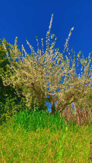 A blooming tree with white flowers stands on a lush green hill, set against a vibrant, clear blue sky and surrounded by dense vegetation. Springtime beauty.