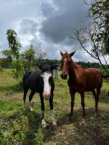 Dos caballos, uno blanco y negro y otro marrón, se posan sobre hierba verde bajo un cielo nublado. Al fondo, una persona entre árboles y arbustos.