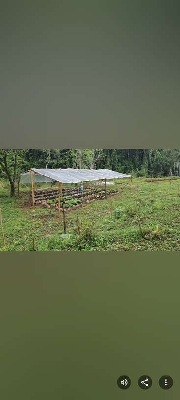 A simple greenhouse structure with a plastic roof covers rows of thriving vegetables. Surrounded by lush greenery and trees, one person is working inside.