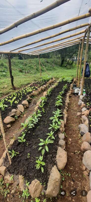 This image shows a simple greenhouse structure made of bamboo and plastic, sheltering rows of young plants growing in dark, fertile soil bordered by rocks.
