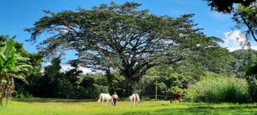 A sprawling tree stands tall under a bright blue sky, with lush green grass below. Three horses and a person peacefully graze and walk nearby.