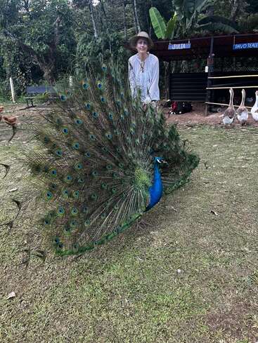 A vibrant peacock displays its full, colorful feathers on green grass. A person in white stands behind, while geese and farm animals rest nearby.