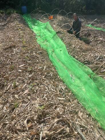A person is kneeling beside garden beds covered with mulch. Green netting and hoop supports are set up, likely for crop protection. Sunlight shines brightly.