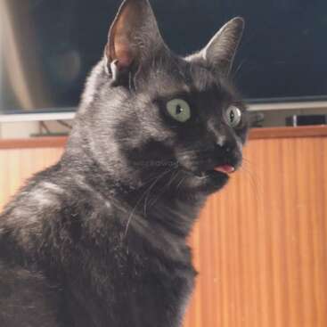 Um gato preto e elegante, com grandes olhos verdes e orelhas bem atentas, está sentado dentro de casa, de língua de fora de um jeito engraçado, com uma expressão adorável e um pouco perplexa.