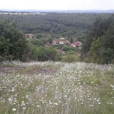 L'image représente un paysage rural serein avec un village niché parmi les arbres, avec un champ de fleurs blanches au premier plan.
