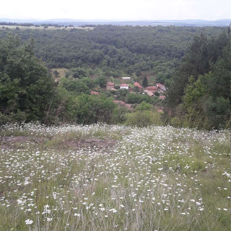 The image depicts a serene rural landscape with a village nestled among trees, featuring a field of white flowers in the foreground.