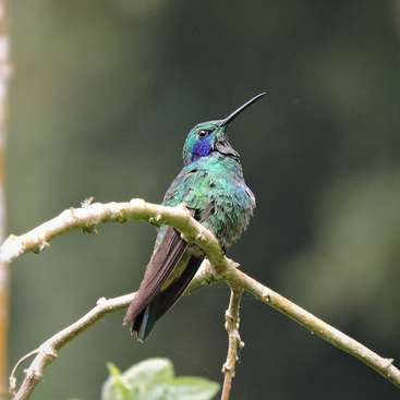 Download 6400 Gambar Flora Dan Fauna Di Thailand  Gratis HD