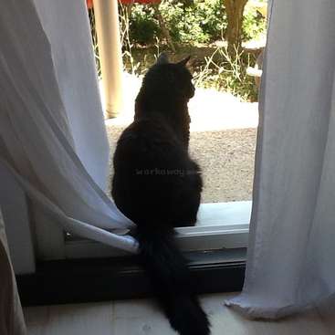 Um gato preto está sentado no parapeito de uma janela, olhando para fora, com cortinas brancas puxadas para trás e um jardim visível do lado de fora.