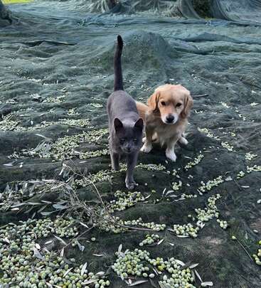 Das Bild zeigt eine graue Katze und einen Golden Retriever-Welpen, die auf einer großen, mit grünen Oliven und Blättern bedeckten Plane stehen, umgeben von einer natürlichen Umgebung.