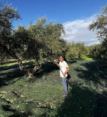 Das Bild zeigt einen Mann, der in einem Olivenhain steht und eine lange Stange mit einem Netz am Ende inmitten von Bäumen und einem blauen Himmel mit Wolken hält.