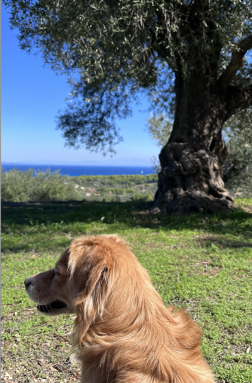 Das Bild zeigt eine ruhige Szene mit einem Golden Retriever, der vor einem majestätischen Baum sitzt, mit einem großen Gewässer und üppigem Grün im Hintergrund.