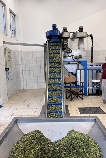 Das Bild zeigt eine industrielle Olivenölproduktionsanlage mit einer großen Maschine mit blauem Förderband und einem Metallbehälter, der mit grünen Oliven gefüllt ist.