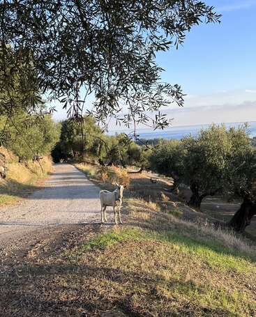 Das Bild zeigt eine ruhige Landschaft mit einer Ziege, die auf einem Kiesweg steht, umgeben von Bäumen und Gras, mit einem Gewässer in der Ferne.