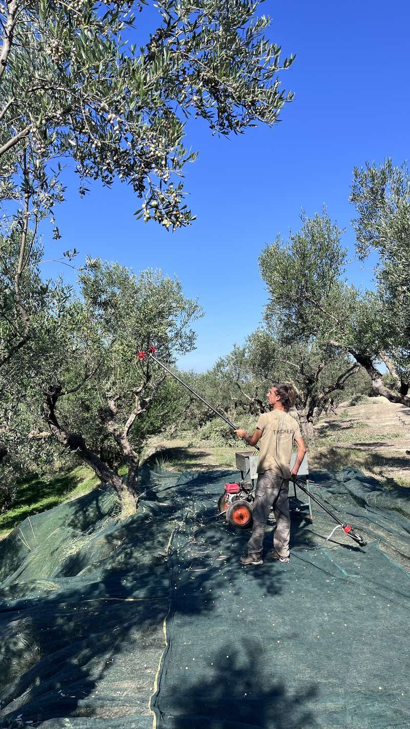 Das Bild zeigt einen Mann, der mit einer langen Stange und einem Netz auf einem mit einer Plane bedeckten Boden in einer Baumgruppe steht und Oliven von einem Olivenbaum erntet.