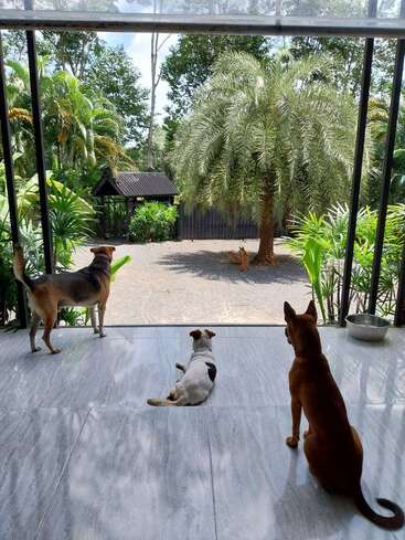 Tres perros sentados y de pie en un patio reluciente, mirando hacia un jardín de exuberante vegetación y palmeras, observan a un cuarto perro en el exterior.