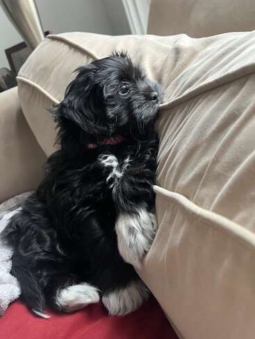 Un petit chiot tout doux, noir et blanc, est assis sur un canapé beige et regarde pensivement devant lui. Ses pattes reposent sur un coussin, et il a l'air bien au chaud.