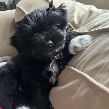 Un petit chiot tout doux, noir et blanc, se détend sur un canapé beige, la patte posée sur un coussin, et regarde la caméra d'un air adorable.