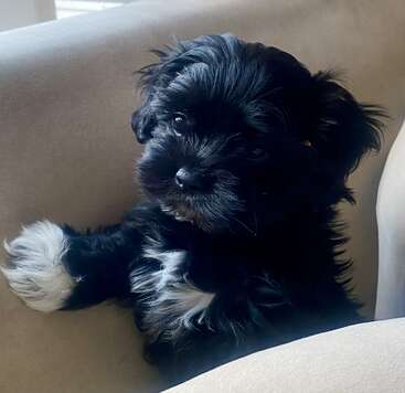 Un chiot noir tout doux, aux pattes et à la poitrine blanches, est confortablement installé sur un canapé beige et lève les yeux avec un regard brillant. Son expression est à la fois curieuse et attendrissante.