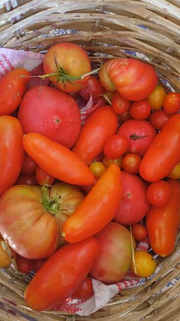 Una cesta tejida llena de una colorida variedad de tomates maduros, redondos, oblongos, rojos, amarillos y naranjas, sobre una tela estampada.