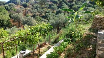 Un jardín en la ladera iluminado por el sol, con vides, plataneras y vegetación variada. Los olivos y la exuberante vegetación cubren el terreno en pendiente, bordeado por un rústico muro de piedra.
