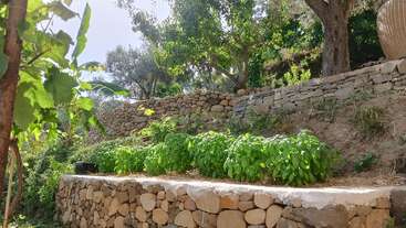 Esta imagen muestra exuberantes plantas verdes que crecen en un jardín con terrazas de piedra. Encima hay árboles y muros de piedra apilados, bajo la brillante luz natural del sol en un entorno tranquilo.