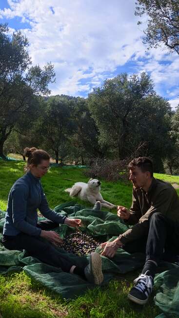Dos personas clasifican juntas aceitunas recolectadas en una red verde, rodeadas de árboles y hierba, mientras un perro blanco yace cerca, disfrutando del soleado aire libre.
