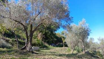 Esta imagen muestra una serena ladera con olivos bajo un cielo azul despejado, exuberante hierba verde y la luz del sol filtrándose entre las hojas, creando una atmósfera de paz.