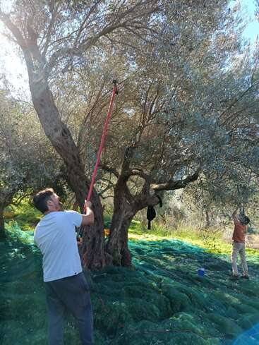 Duas pessoas estão colhendo azeitonas de grandes oliveiras usando ferramentas elétricas. Redes verdes são estendidas no chão para pegar as azeitonas que caem sob a luz do sol.