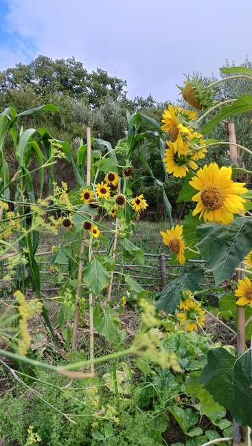 A imagem retrata uma cena de jardim vibrante, com girassóis e pés de milho, com uma cerca rústica e vegetação exuberante ao fundo, evocando uma sensação de beleza natural.