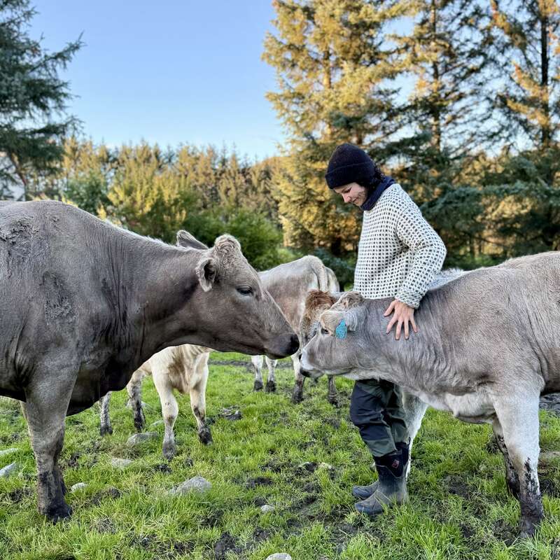 A person in a knit sweater and beanie gently pets a young cow in a grassy field, surrounded by several other cows and tall pine trees.