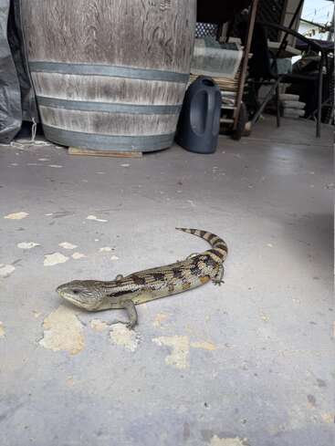 Un lézard à langue bleue repose sur un patio usé par les intempéries, à côté d'un tonneau en bois, d'une cruche noire et de quelques objets éparpillés dans un cadre extérieur.