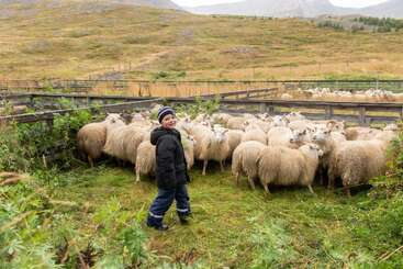 A young boy in a warm coat and hat stands in a grassy enclosure, smiling at the camera, surrounded by a large group of sheep.