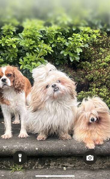 Drei entzückende Hunde sitzen auf einer Steintreppe vor üppig grünen Büschen. Jeder Hund hat ein flauschiges, unverwechselbares Fell, und alle blicken lieb in die Kamera.