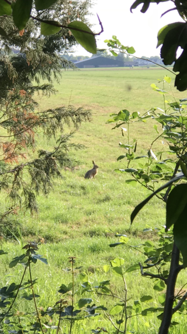The image depicts a serene scene of a rabbit standing in a lush grassy field, surrounded by trees and a distant building, bathed in warm sunlight.