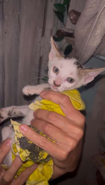 A small, dirty kitten with large ears is being gently held and cleaned with a yellow cloth by a person. The background appears rustic and homely.