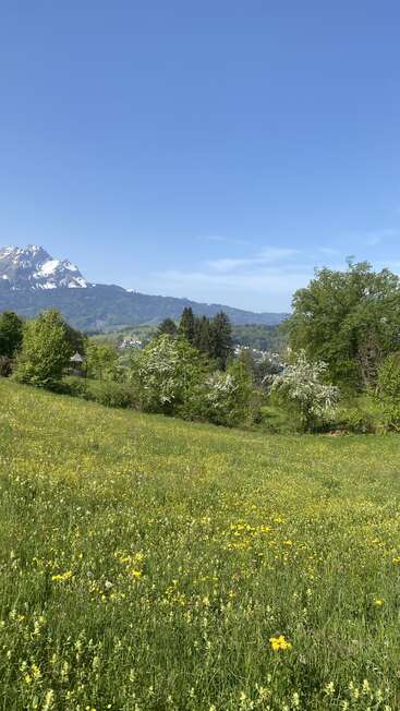 L'image représente un paysage serein composé d'un champ verdoyant parsemé de fleurs jaunes, d'arbres et d'une montagne majestueuse au loin sous un ciel bleu clair.