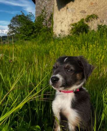 Un lindo cachorro blanco y negro con un collar rosa se sienta en la hierba alta y verde en un día soleado, cerca de un viejo edificio de piedra y árboles.