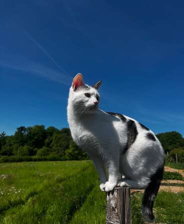 Un gato blanco con marcas negras se posa graciosamente en un poste de madera, con vistas a un campo verde bajo un cielo azul claro y vibrante en un día soleado.