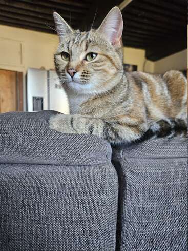 Un gato atigrado descansa majestuosamente en un sofá gris, con aspecto tranquilo y alerta. El acogedor ambiente interior presenta una nevera y detalles de madera al fondo.