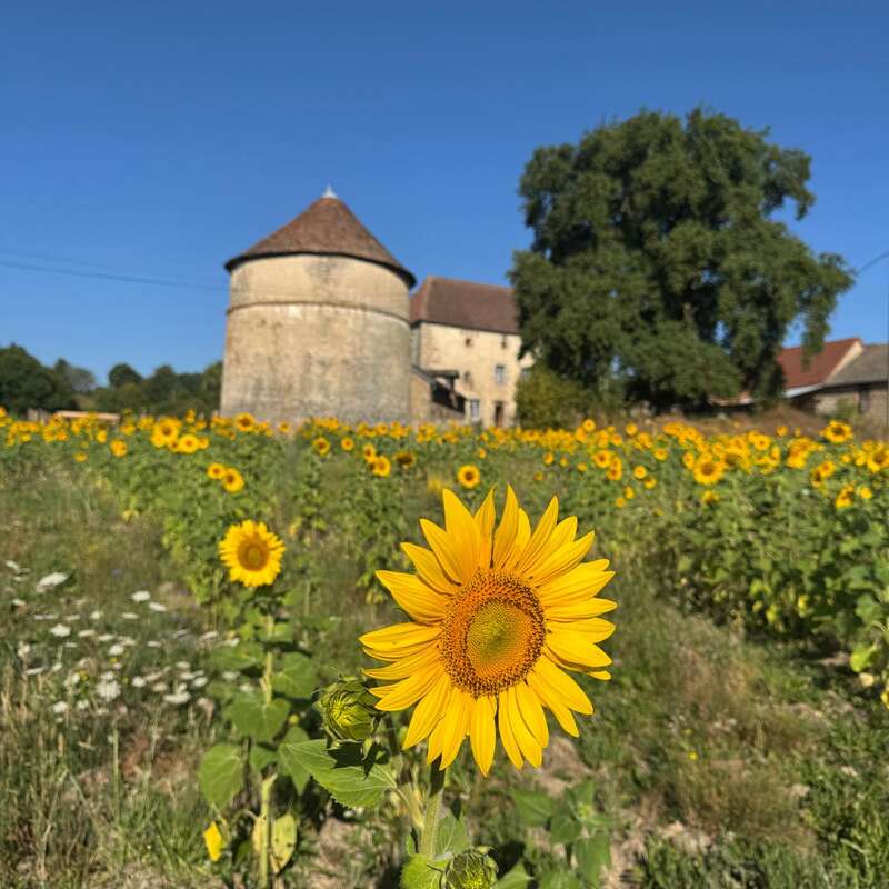 Im Vordergrund eines sonnigen Feldes steht eine leuchtende Sonnenblume, dahinter ein altes Steingebäude, üppig grüne Bäume und ein strahlend blauer Himmel.