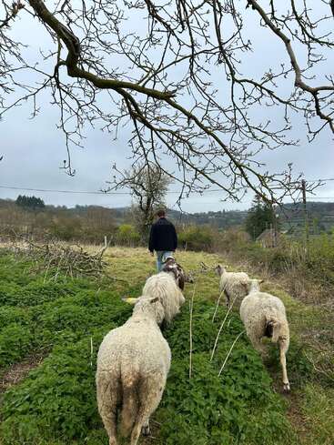 A person walks through a grassy field under bare tree branches, leading a small flock of sheep. The landscape is rural, with cloudy skies and distant hills.