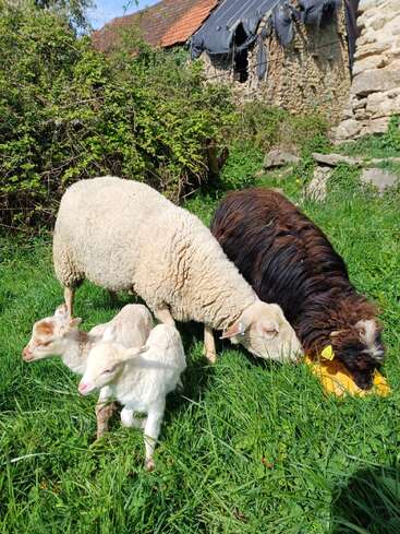 Two adult sheep, one white and one brown, graze on green grass beside two young lambs. An old, weathered stone building stands in the background.