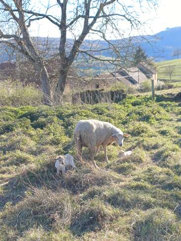 A ewe stands protectively with her two lambs in a grassy field under bare trees, with rolling hills, farm buildings, and clear blue sky in the background.