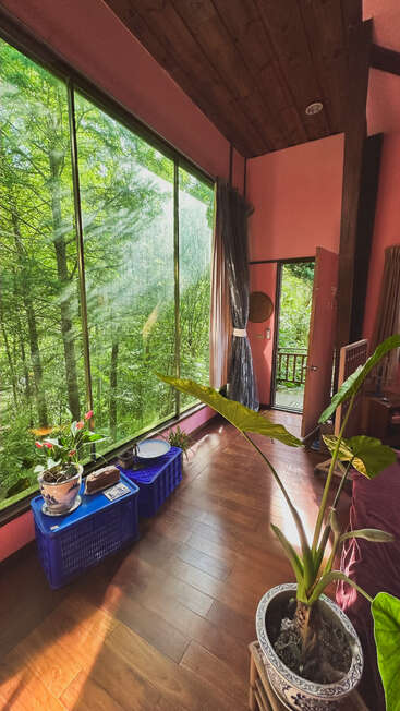 Sunlight fills a cozy room with pink walls, wooden floors, tall indoor plants, and large windows offering a stunning view of lush green forest outside.